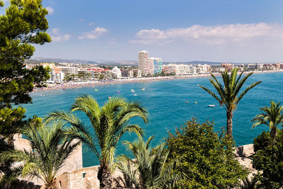 Palm trees by sea against sky in city