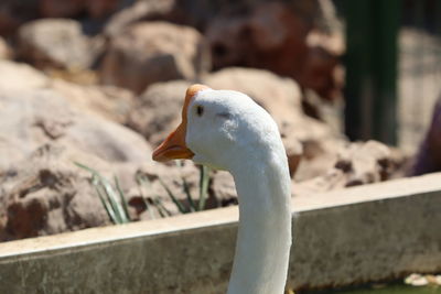 Close-up of bird