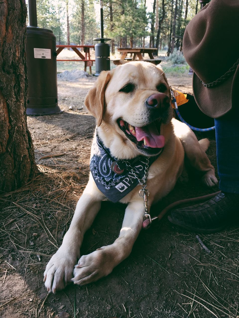 dog, pets, one animal, domestic animals, animal themes, mammal, sitting, relaxation, pet collar, tree, looking at camera, sunlight, pet owner, portrait, pet leash, day, lying down, canine