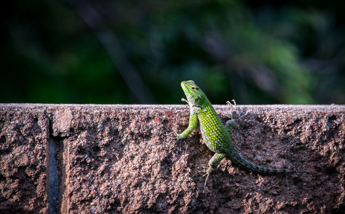 Close-up of lizard on wall