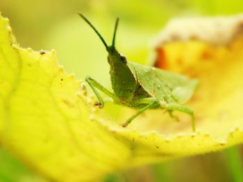 Close-up of insect on leaf