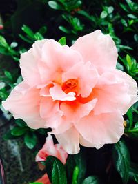 Close-up of pink rose