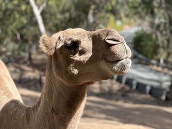 Close-up of camel