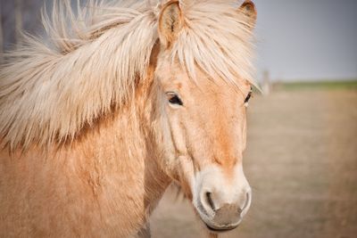 Close-up of a horse in ranch