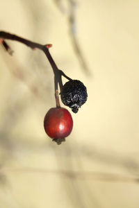 Close-up of red berries growing on tree