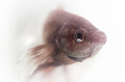 Close-up of animal over white background