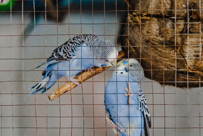 Close-up of parrot in cage