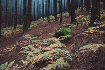 Trees in forest