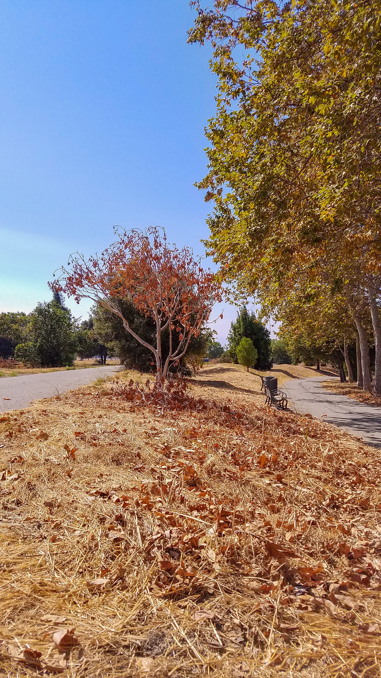 Guadalupe River Trail