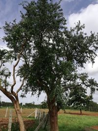 Trees on field against sky