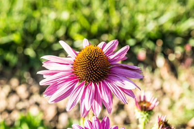 Close-up of pink flower