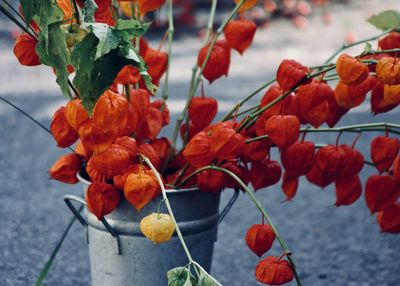 Close-up of red berries growing on plant