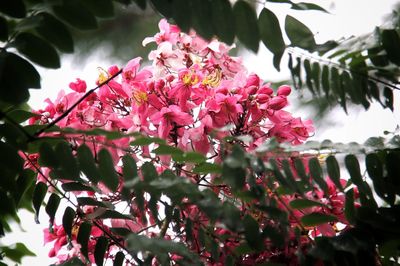 Close-up of pink flowering plant