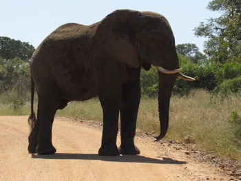 Elephant standing in a field