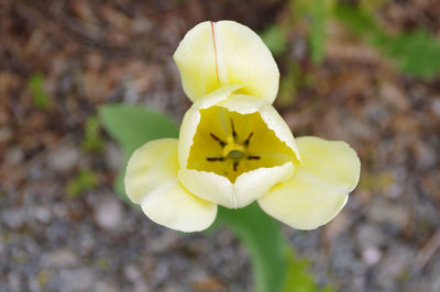 Close-up of yellow flower