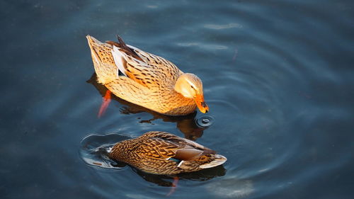 High angle view of ducks swimming in lake