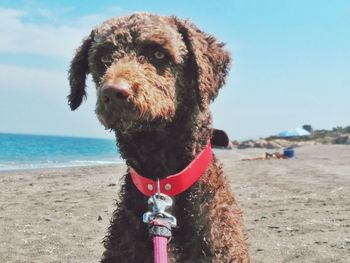 Close-up of a dog on beach