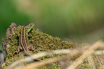 Close-up of lizard on tree