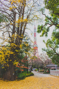 Yellow flowers growing on tree