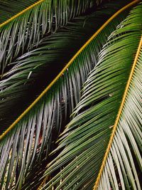 Palm leaves on palm tree