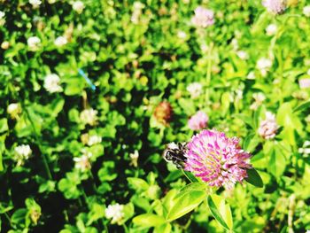 Close-up of butterfly pollinating on pink flower