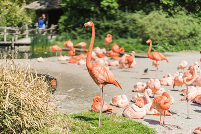 View of birds in lake