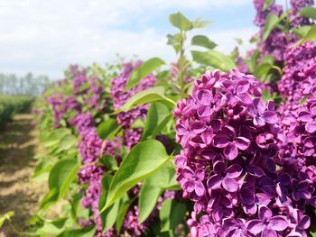 Close-up of pink flowers blooming in field