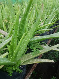 Close-up of dew drops on blade of grass
