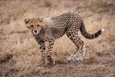 Side view of cheetah standing on field in forest