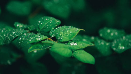 Close-up of raindrops on leaves