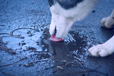 Dog drinking water