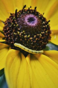 Close-up of yellow flower blooming outdoors