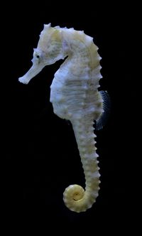 Close-up of jellyfish against black background