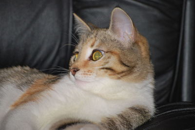 Close-up of a cat looking away