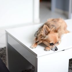 High angle view of chihuahua lying on white table at home