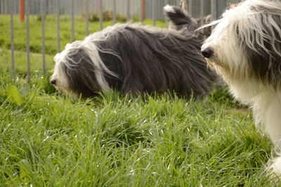 Horse grazing on grassy field