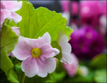 Close-up of pink flower blooming outdoors