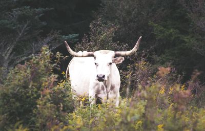 Cow standing in a field