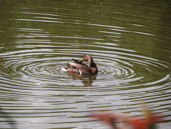 High angle view of duck swimming in lake