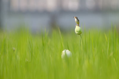 Close-up of bird on grass