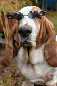 Close-up of dog wearing glasses 