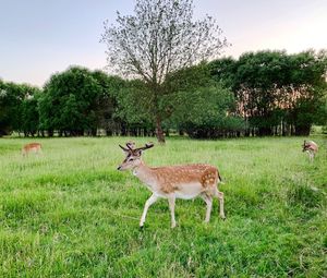 Deer standing on grassy field against sky