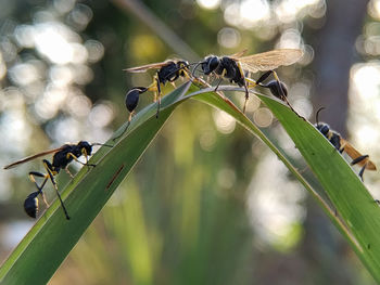 Close-up of insect on plant