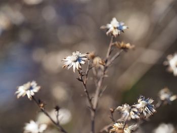 Close-up of white flowers