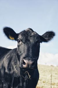 Close-up portrait of a horse against clear sky