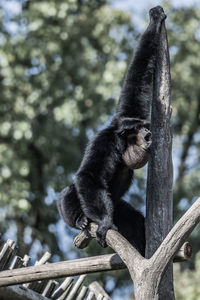 Low angle view of monkey on tree