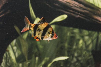 Close-up of fish swimming in sea