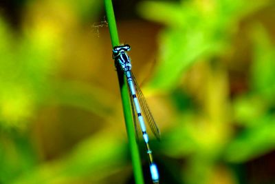 Close-up of damselfly on leaf