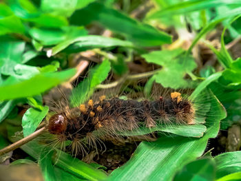 Close-up of insect on plant