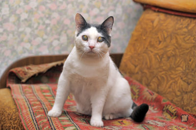 Portrait of cat sitting at home